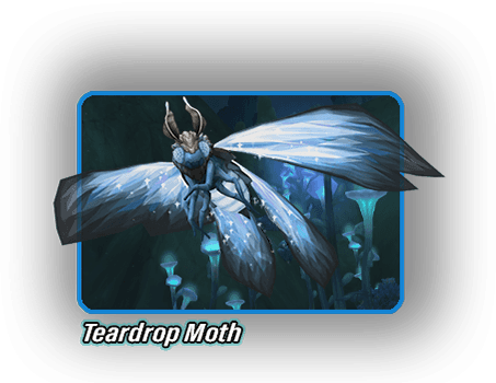 pml-images/teardrop-moth